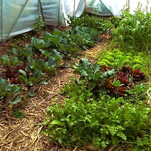  Camping Arambha Ecovillage Farmstay